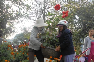 Dân đảo Lý Sơn hối hả đón Tết Ất Mùi