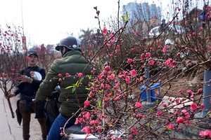 Những con đường hoa rực rỡ giữa Thủ đô