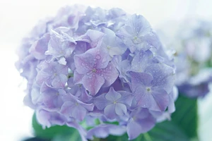 12 loài hoa đẹp có chất kịch độc chết người