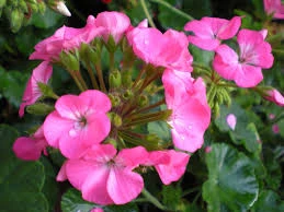 10 cách đuổi muỗi không dùng hóa chất