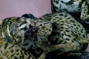 Bắt giữ vụ mua bán mèo rừng quý hiếm