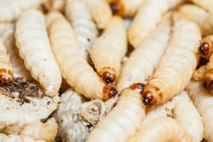 Ghê người giòi lúc nhúc trong nướu bé 10 tuổi