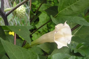 Nhận diện 3 loại cà độc gây ảo giác phổ biến ở Việt Nam