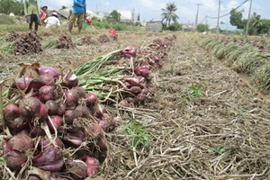 Hành tím Vĩnh Châu rớt giá, nông dân không có lời