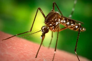 Tại sao HIV không lây qua vết đốt của muỗi?