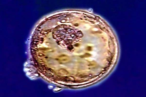 Rúng động tin đồn Trung Quốc biến đổi phôi thai người