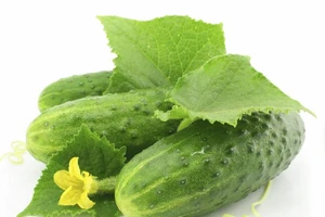 Hiểm họa từ ăn dưa chuột sai cách