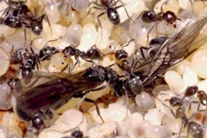 Ăn trứng kiến bồi bổ sức khỏe đúng hay sai?