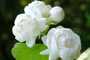 8 loại cây để trong phòng giúp bạn có giấc ngủ ngon