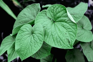 7 rủi ro nên biết khi dùng thực phẩm chức năng 