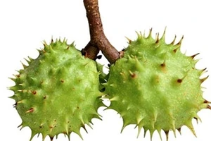 Những hiểm họa đe dọa 'túi giống' của đàn ông