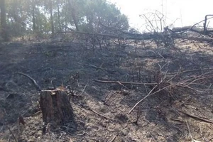 Thương tâm hai người đàn ông chết cháy trong rừng