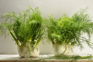 Những thực phẩm đánh bay chứng ợ chua, khó tiêu