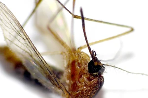 Nên và không nên khi phòng tránh muỗi