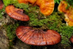 Nấm linh chi, vũ khí mới chống tăng cân