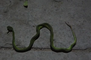 Thực hư tin đồn có người thả rắn lục đuôi đỏ ở TP.HCM