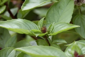 8 thực phẩm giúp bảo vệ da khỏi tác hại của ánh nắng