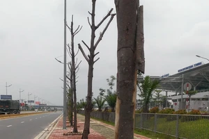 Hàng loạt cây chết khô trên đường vào sân bay Nội Bài