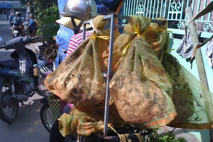  ‘Sát thủ’ ong vò vẽ xuống phố