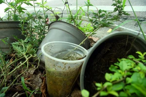 Tuyến đường hoa Hà Nội tả tơi sau 4 tháng