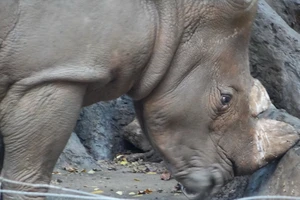 Thực hư hổ ở Thảo Cầm Viên Sài Gòn bị bỏ đói, tê giác bị mài sừng