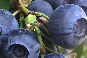 8 thực phẩm tăng cường sự tập trung