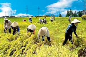 Nếu không cạnh tranh, nông nghiệp thất bại ngay sân nhà