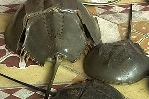 Nhậu nhầm so biển, ba người nhập viện cấp cứu