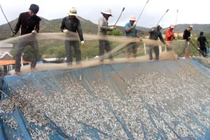 Ngư dân Hòn Rớ nô nức được mùa cá cơm