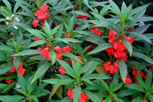 Những loại cây nên trồng giúp giữ được làn da tươi trẻ