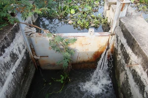 Cống ngăn triều không ngăn nổi nước