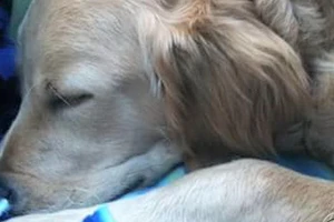 Chất tạo ngọt xylitol có thể giết chết chó nhà