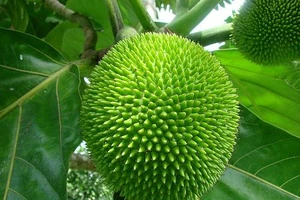 Sa kê trị tiểu đường