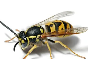 Bị ong đốt 41 mũi, bé sáu tuổi suy gan, thận