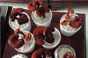 ‘Hô biến’ lúa, nấm thành cây kiểng độc chưng tết 