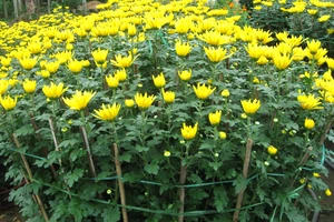 Ý nghĩa của 10 loại hoa, cây cảnh thường trưng dịp Tết