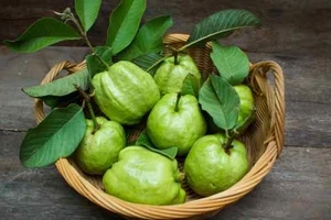 Bảy tác dụng không ngờ của lá ổi