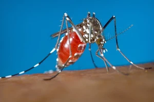 Dịch Zika sẽ bùng nổ tại Mỹ vào mùa hè