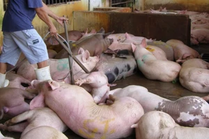 Thương lái dùng đủ chiêu tuồn thịt bẩn vào TP.HCM