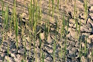 Hạn hán khốc liệt, suối khô hồ cạn ở Gia Lai