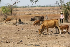 Đắk Lắk trích ngân sách khoan giếng giúp dân chống hạn