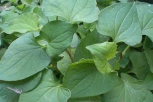 Infographic: 10 loại rau xanh tốt cho sức khỏe ngày hè