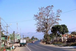 Uốn đường quốc lộ để giữ cây gạo cổ thụ theo ý người dân