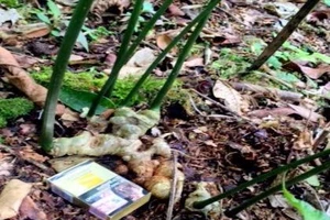 Thu tiền tỉ mỗi năm từ cây sâm Ngọc Linh 7 nhánh quý hiếm