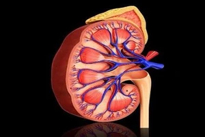 6 dấu hiệu nhận biết thận đang có vấn đề