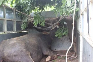 'Trâu điên' sập bẫy được bán với giá 45 triệu đồng