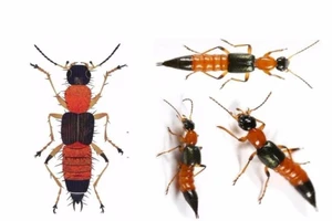 Nọc độc của kiến ba khoang mạnh gấp 10 lần nọc rắn hổ 