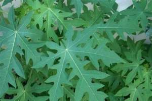 Lá đu đủ xào tỏi có chữa được sỏi thận?