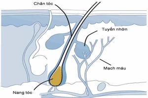 Trị viêm chân tóc, rụng tóc, thuốc nào?