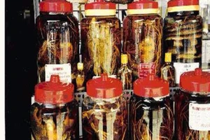 Rượu thuốc, bổ đâu chưa thấy chỉ thấy… bổ ngửa